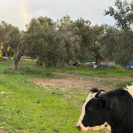 Auberge de jeunesse Infinity Yasam Vadisi *