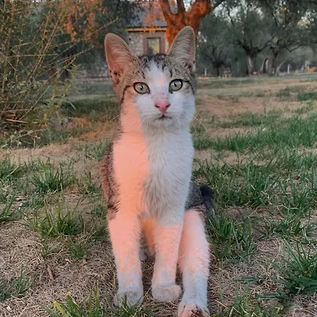 Infinity Yasam Vadisi * Ayvalı