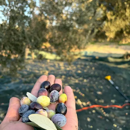 Infinity Yasam Vadisi بيت شباب Ayvalı