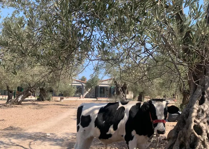 Hostel Infinity Yasam Vadisi *