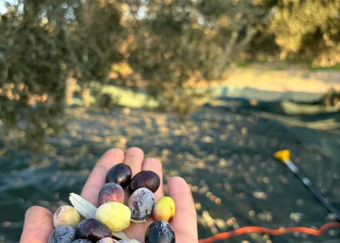 Infinity Yasam Vadisi Hostel Ayvalı